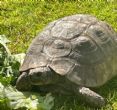 Spur Thighed : Female approx 60+years old (Tootsie)